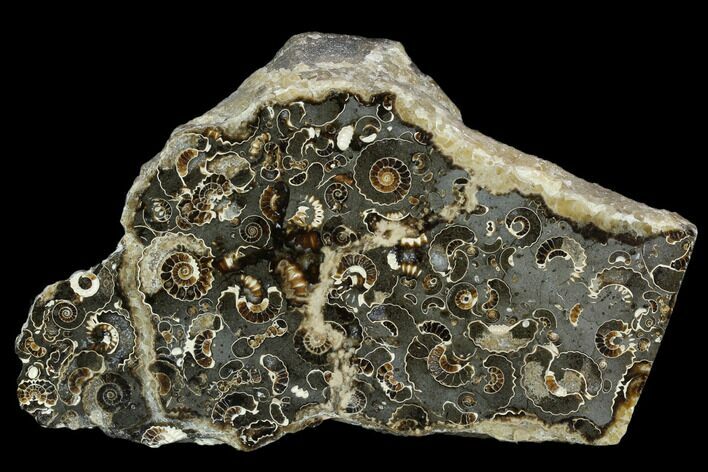 Polished Ammonite (Promicroceras) Fossil - Marston Magna Marble #129292
